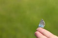 Blue butterfly sits on a personÃ¢â¬â¢s finger. (lat. Lycaenidae old name - Cupidinidae) Royalty Free Stock Photo